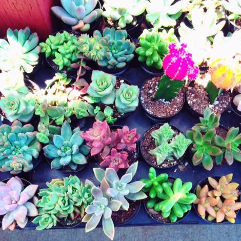 succulents